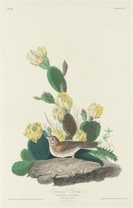 Bay-winged Bunting by Robert Havell after John James Audubon