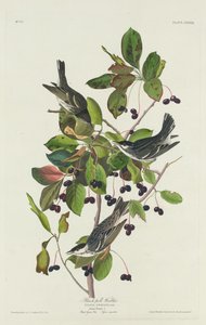 Black-Pool Warbler