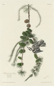 Black and White Creeper by Robert Havell after John James Audubon