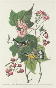 Black and Yellow Warbler by Robert Havell after John James Audubon