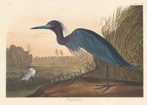 Blue Crane or Heron by Robert Havell after John James Audubon