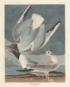 Bonapartian Gull