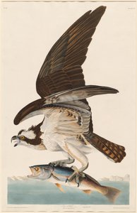 Fish Hawk by Robert Havell after John James Audubon