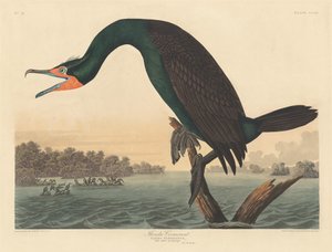 Florida Cormorant by Robert Havell after John James Audubon
