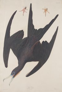 Frigate Pelican by Robert Havell after John James Audubon