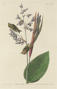 Golden-Crested Wren
