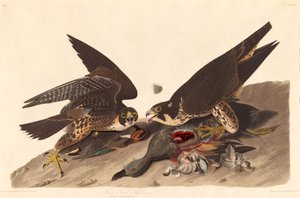 Great Footed Hawk
