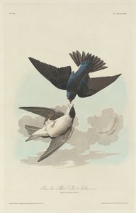 Green-blue or White-bellied Swallow by Robert Havell after John James Audubon
