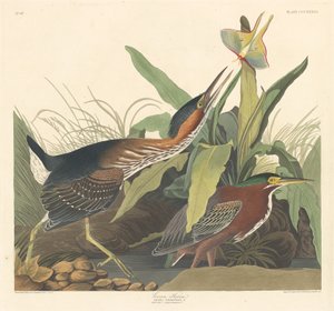 Green Heron by Robert Havell after John James Audubon