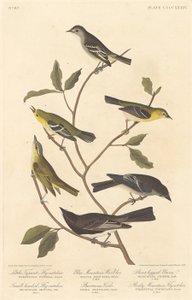 Little Tyrant Flycatcher, Small-Headed Flycatcher, Blue Mountain Warbler, Bartram