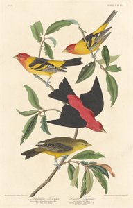 Louisiana Tanager and Scarlet Tanager by Robert Havell after John James Audubon