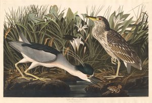 Night Heron or Qua Bird by Robert Havell after John James Audubon