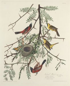 Orchard Oriole by Robert Havell after John James Audubon