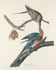 Passenger Pigeon by Robert Havell after John James Audubon
