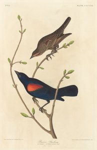 Prairie Starling by Robert Havell after John James Audubon