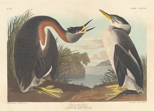Red-necked Grebe by Robert Havell after John James Audubon