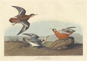 Red Phalarope