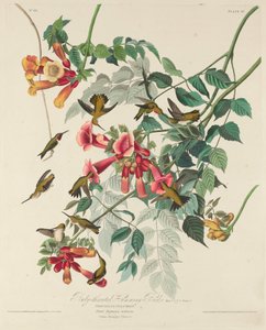 Ruby-throated Humming Bird by Robert Havell after John James Audubon