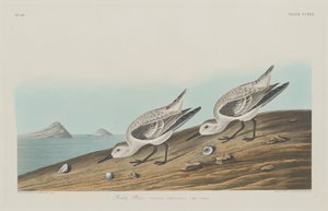 Ruddy Plover by Robert Havell after John James Audubon