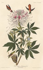 Ruff-necked Humming-bird by Robert Havell after John James Audubon