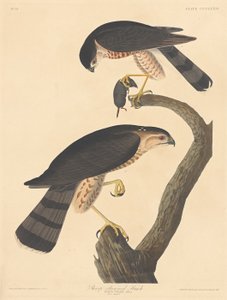 Sharp-shinned Hawk by Robert Havell after John James Audubon