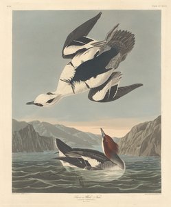 Smew or White Nun by Robert Havell after John James Audubon