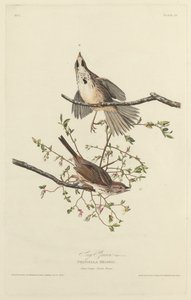 Song Sparrow