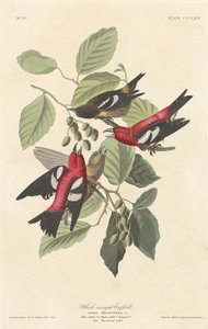 White-winged Crossbill by Robert Havell after John James Audubon