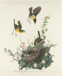 Yellow-breasted Chat