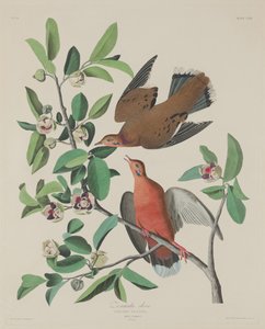 Zenaida Dove by Robert Havell after John James Audubon