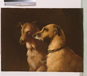 Deer Hounds