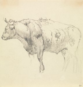 A Bull