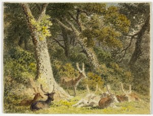 Deer Herd Resting by Robert Hills