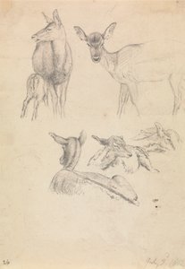 Deer and their Young