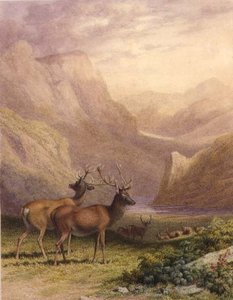 Deer in the Highlands by Robert Hills