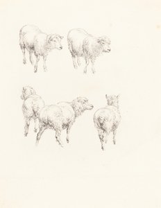Five Sheep by Robert Hills