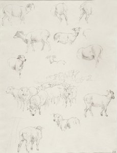 Flock of Sheep by Robert Hills