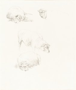 Studies of Sheep by Robert Hills