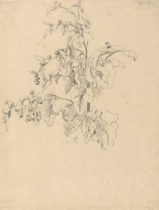 Study of Foliage by Robert Hills