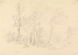 Study of a Holly Tree