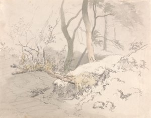 Woodland Shadow by Robert Hills