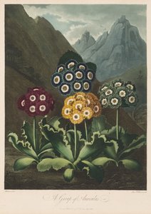 The Temple of Flora, or Garden of Nature: A Group of Auriculas