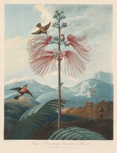 The Temple of Flora, or Garden of Nature: Large Flowering Sensitive Plant