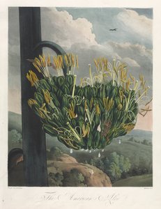 The Temple of Flora, or Garden of Nature: The American Aloe