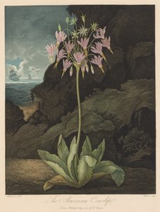 The Temple of Flora, or Garden of Nature: The American Cowslip