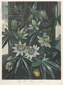 The Temple of Flora, or Garden of Nature: The Blue Passion Flower