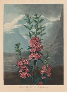 The Temple of Flora, or Garden of Nature: The Narrow-leaved Kalmia, Mountain Laurel