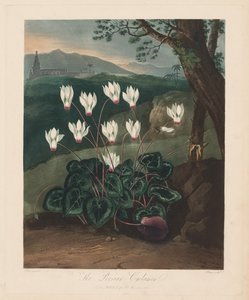 The Temple of Flora, or Garden of Nature: The Persian Cyclamen, 1799-1807