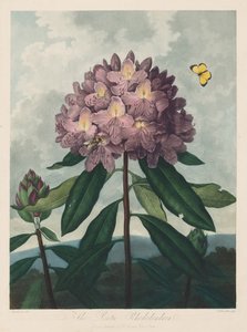 The Temple of Flora, or Garden of Nature: The Pontic Rhododendron