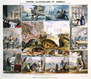 Crustacea and Reptiles by Robert Kent Thomas